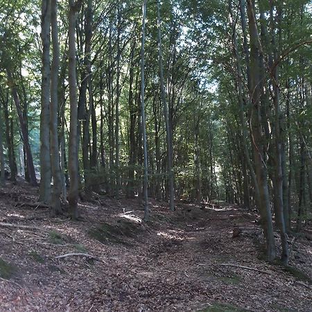 Appartement An Der Bicke Dehringhausen Dış mekan fotoğraf